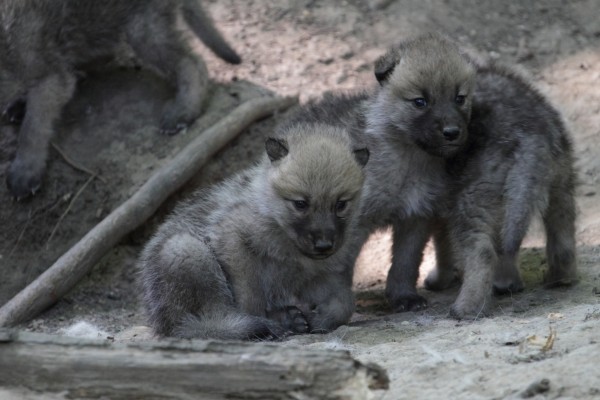 Cachorros de lobo ártico