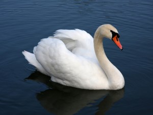 Un hermoso cisne en el agua