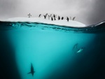 Pingüinos nadando bajo un iceberg