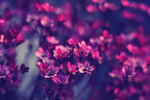 Pequeñas flores de color rosa