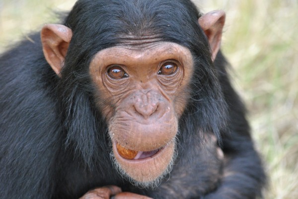 La mirada de un chimpancé