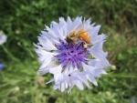 Gran abeja recogiendo el polen de una bonita flor