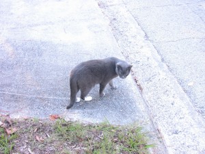 Un gato gris callejero