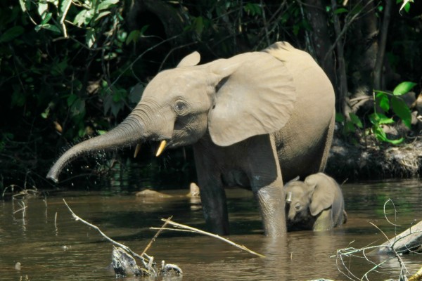 Pequeño elefante dándose un baño junto a su madre