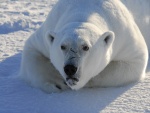 Oso polar con cara de enfado