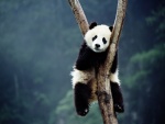 Panda gigante sobre un árbol