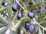 Aceitunas negras en las ramas de un olivo