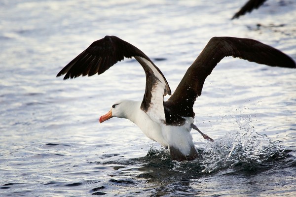Albatros en el agua
