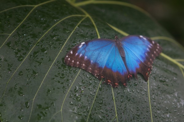 Mariposa sobre una hoja mojada