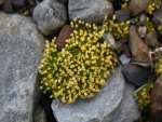 Flores amarillas creciendo entre unas piedras