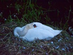 Cisne durmiendo