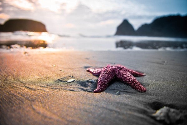 Estrella de mar sobre la arena de una playa