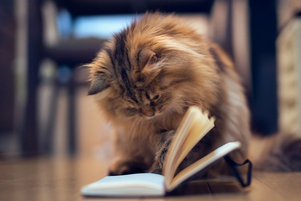 Gato ojeando un cuaderno