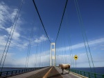 Una vaca sobre el puente