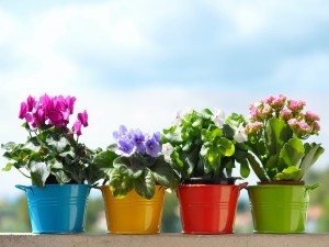 Recipientes de colores con plantas en flor