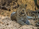 Leopardo tumbado en la arena