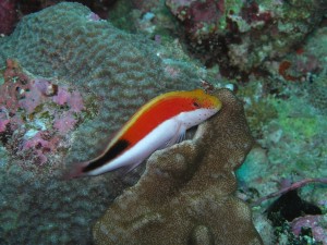 Un bonito pez (Paracirrhites forsteri)