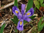 Un bonito iris con gotas de rocío