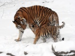 Pequeño tigre caminando sobre la nieve junto a su madre