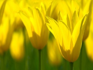 Tulipanes de pétalos amarillos