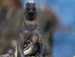 La cara de una iguana marina