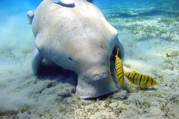 Dugongo buscando comida en el fondo marino