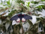 Una mariposa negra posada en la hoja de una planta