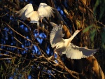 Aves blancas en las ramas de un árbol