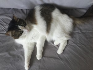 Gato blanco y gris tumbado en una cama