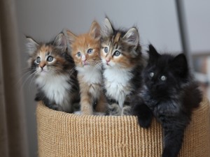 Cuatro lindos gatitos