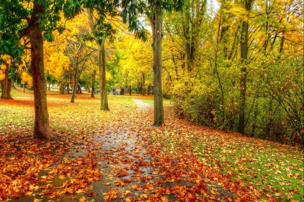 Parque cubierto con hojas caídas