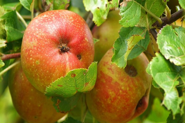 Manzanas colgadas en el árbol