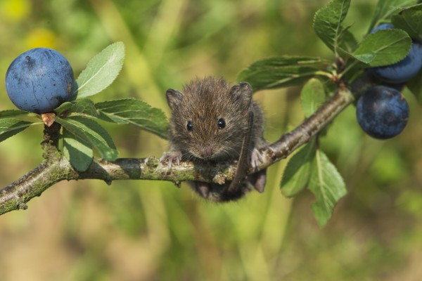 Ratón sobre la rama de un ciruelo