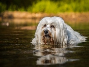 Perro bichón habanero en el agua