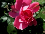 Rosa de color rosa en el rosal