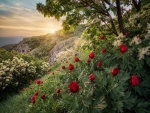 Peonías rojas y arbustos con flores blancas creciendo en una ladera