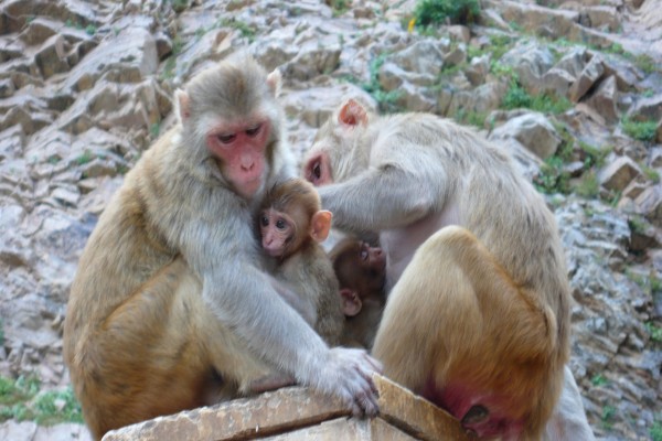 Hembras de macaco cuidando a sus bebés