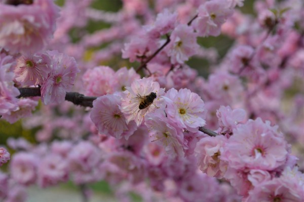 Abeja en la rama de un árbol en flor