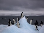 Pingüinos adelaida sobre un iceberg