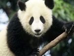 La mirada de un panda gigante