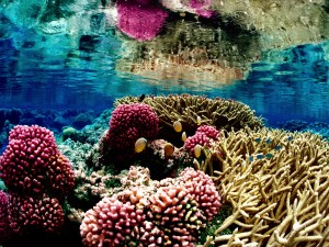 Postal: Peces entre corales