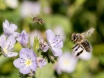 Dos abejas volando junto a unas flores