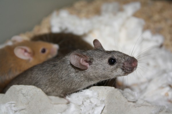 Un ratón gris junto a otro marrón