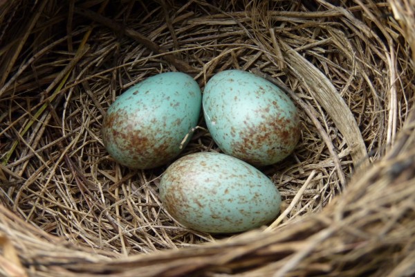 Huevos verdes en un nido