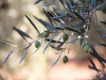 Aceitunas verdes en las ramas de un olivo