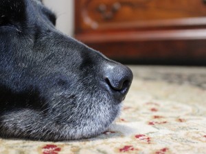 Hocico de un perro sobre una alfombra
