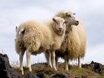 Dos ovejas lanudas en las montañas