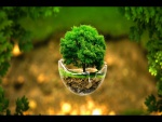 Árbol creciendo en una esfera de cristal rota