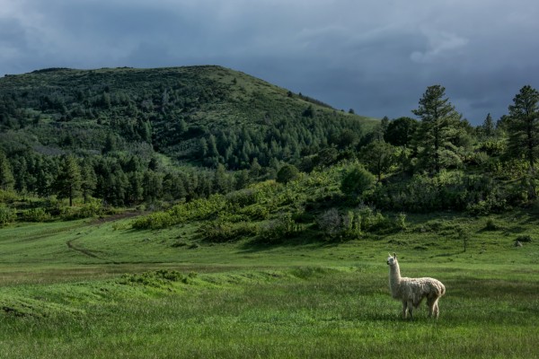 Llama caminando en unas colinas verdes