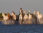 Vaquero con una manada de caballos cruzando el río